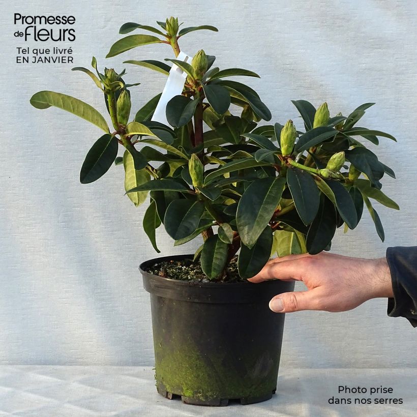 Rhododendron Naselle Maceta 4L/5L Ejemplar entregado en invierno