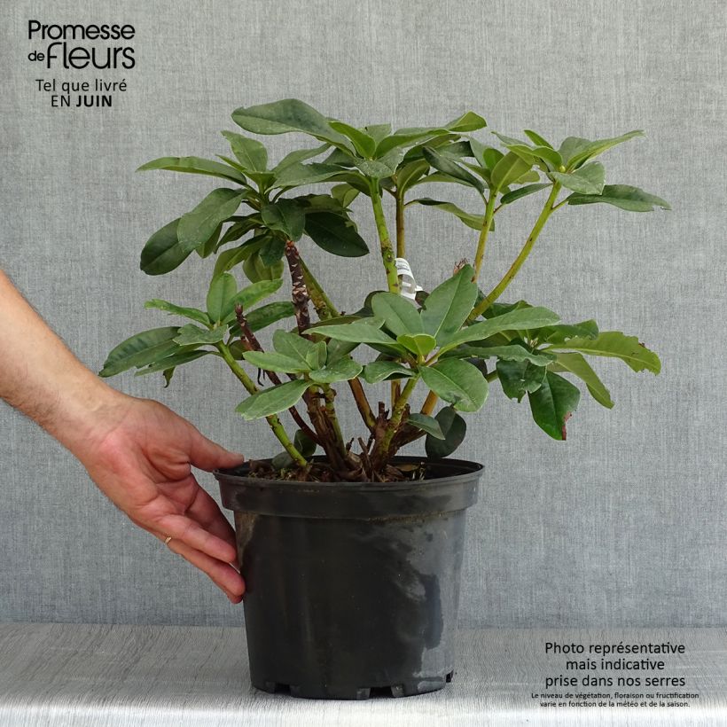 Ejemplar de Rhododendron Naselle Maceta 4L/5L entregado en verano
