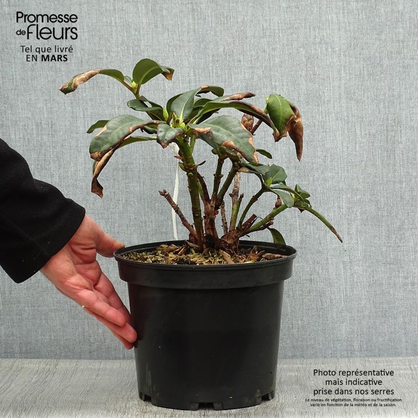 Rhododendron Naselle Maceta 4L/5L Ejemplar entregado en la primavera