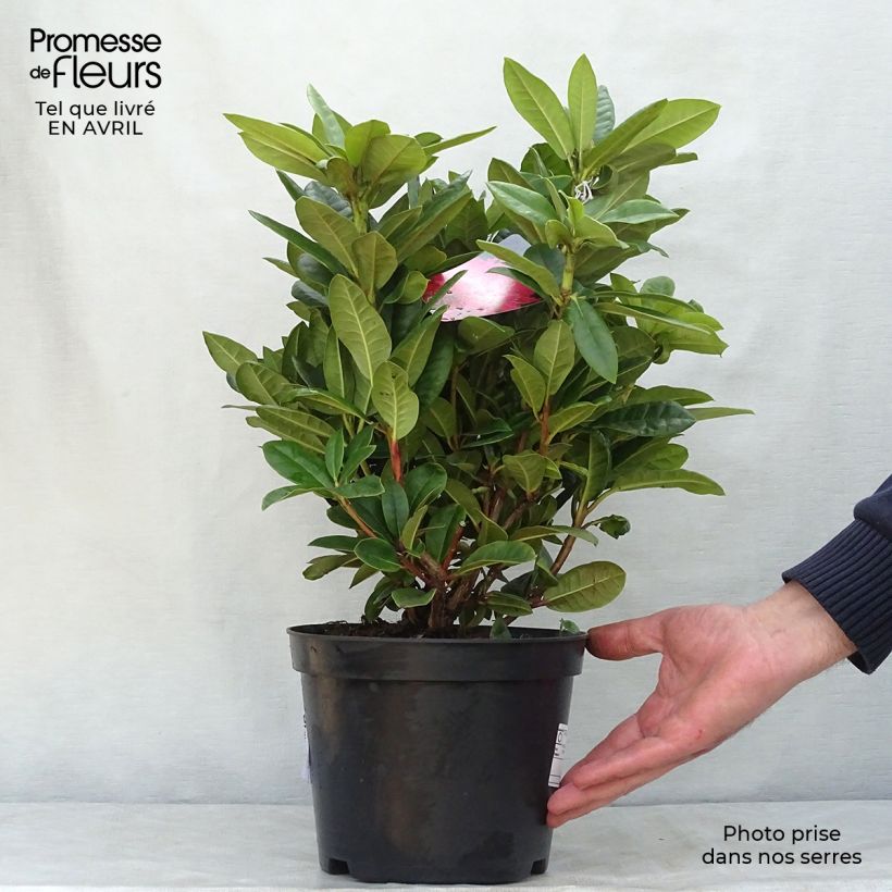 Rhododendron Rocket Maceta 4L/5L Ejemplar entregado en la primavera