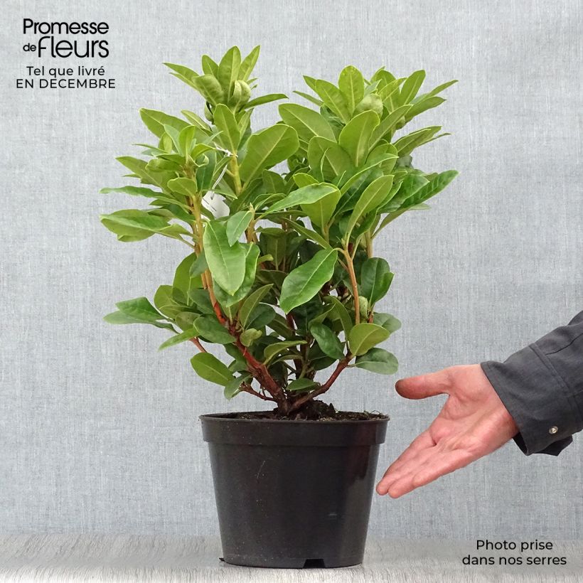Rhododendron Rocket Maceta 4L/5L Ejemplar entregado en invierno