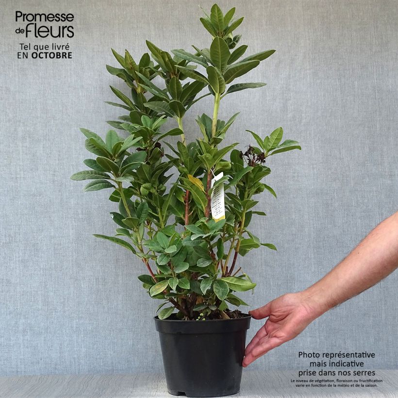 Ejemplar de Rhododendron Rocket Maceta 4L/5L entregado en otoño
