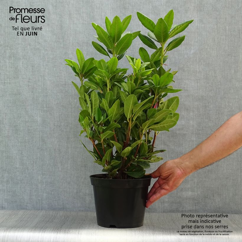 Ejemplar de Rhododendron Rocket Maceta 4L/5L entregado en verano