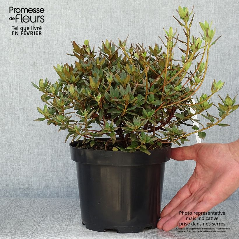 Ejemplar de Rhododendron impeditum Ramapo Maceta 2L/3L entregado en otoño