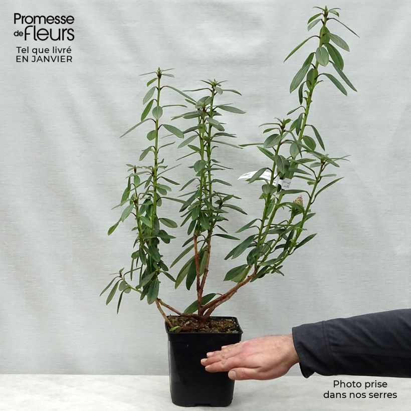 Rhododendron lindleyi Maceta 4L/5L Ejemplar entregado en invierno