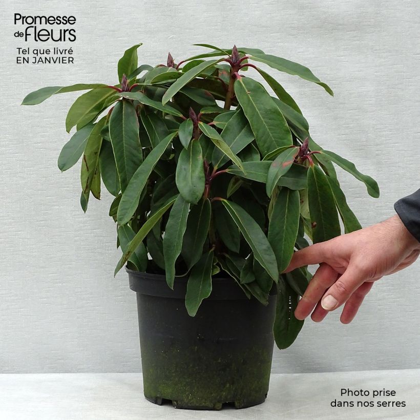 Rhododendron loderi King George Maceta 4L/5L Ejemplar entregado en invierno