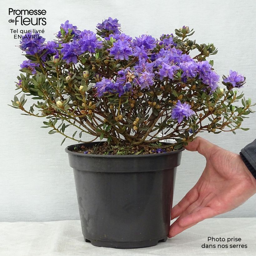 Rhododendron Azurika Maceta 2L/3L Ejemplar entregado en la primavera