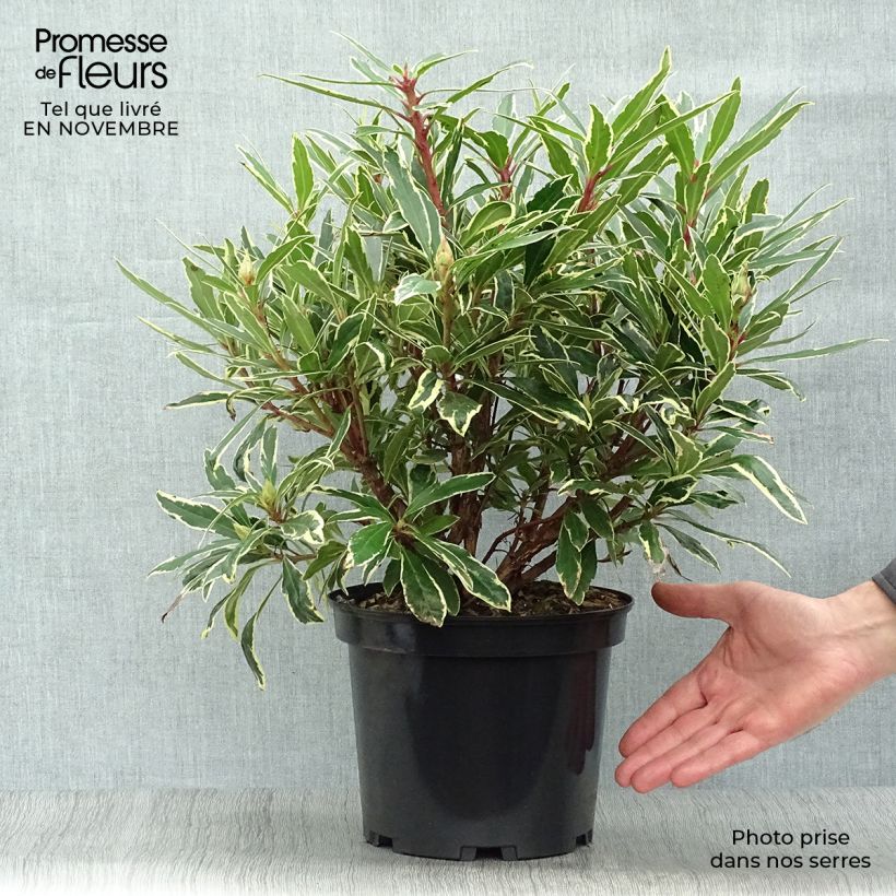 Ejemplar de Rhododendron ponticum Variegatum Maceta 4L/5L entregado en otoño