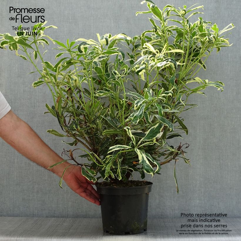 Ejemplar de Rhododendron ponticum Variegatum Maceta 4L/5L entregado en verano