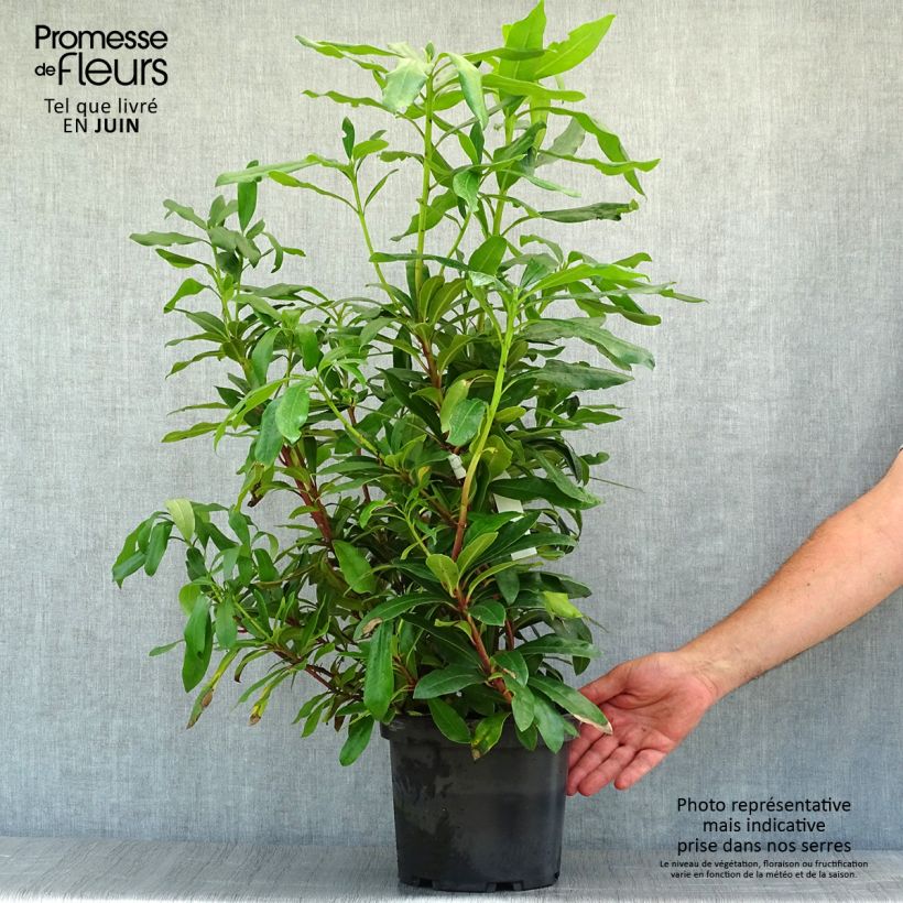Ejemplar de Rhododendron ponticum Maceta 3L/4L entregado en verano