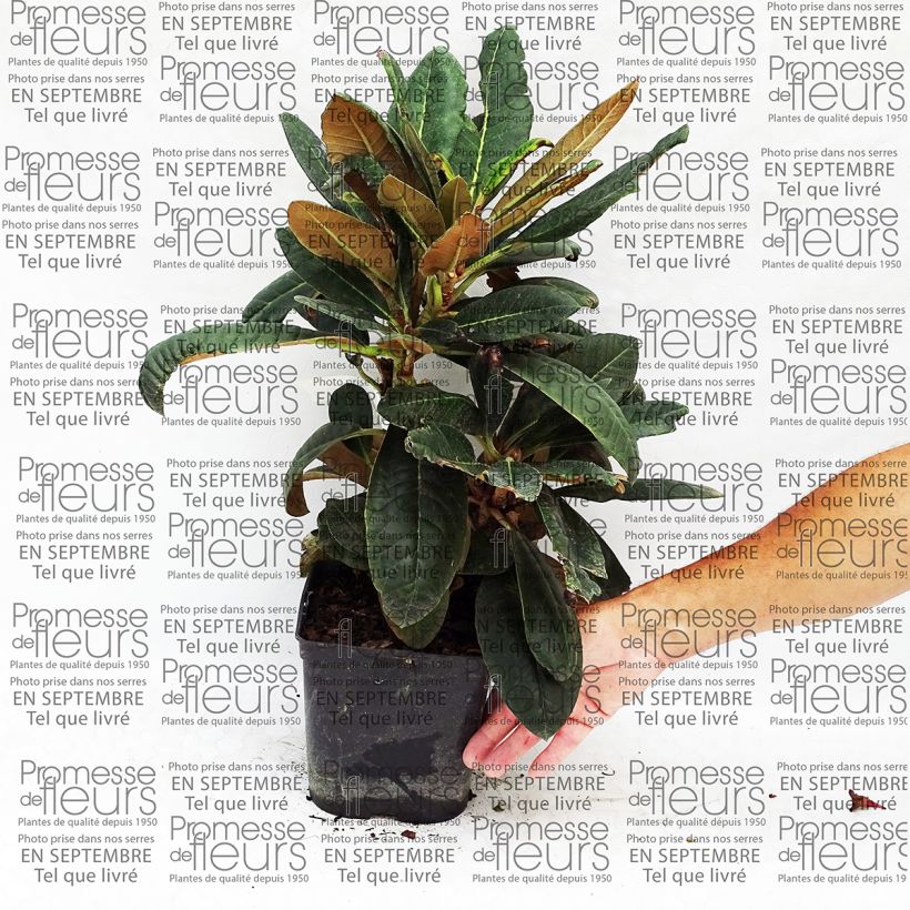 Ejemplo de ejemplar de Rhododendron rex Maceta 3L/4L tal y como se entrega