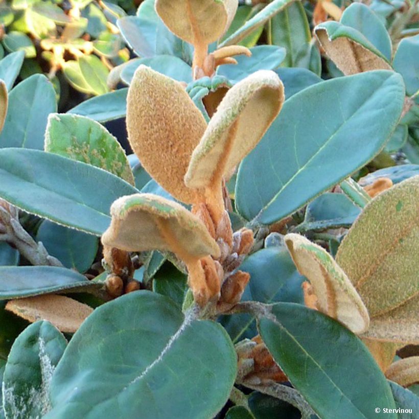 Rhododendron tsariense (Follaje)