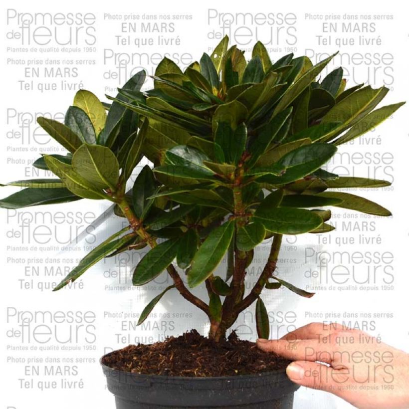 Ejemplo de ejemplar de Rhododendron Unique Marmalade Maceta 4L/5L tal y como se entrega