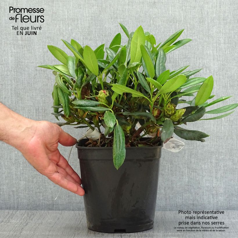 Ejemplar de Rhododendron yakushimanum Barbarella Maceta 4L/5L entregado en verano