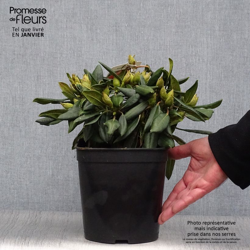 Rhododendron yakushimanum Barbarella Maceta 4L/5L Ejemplar entregado en invierno