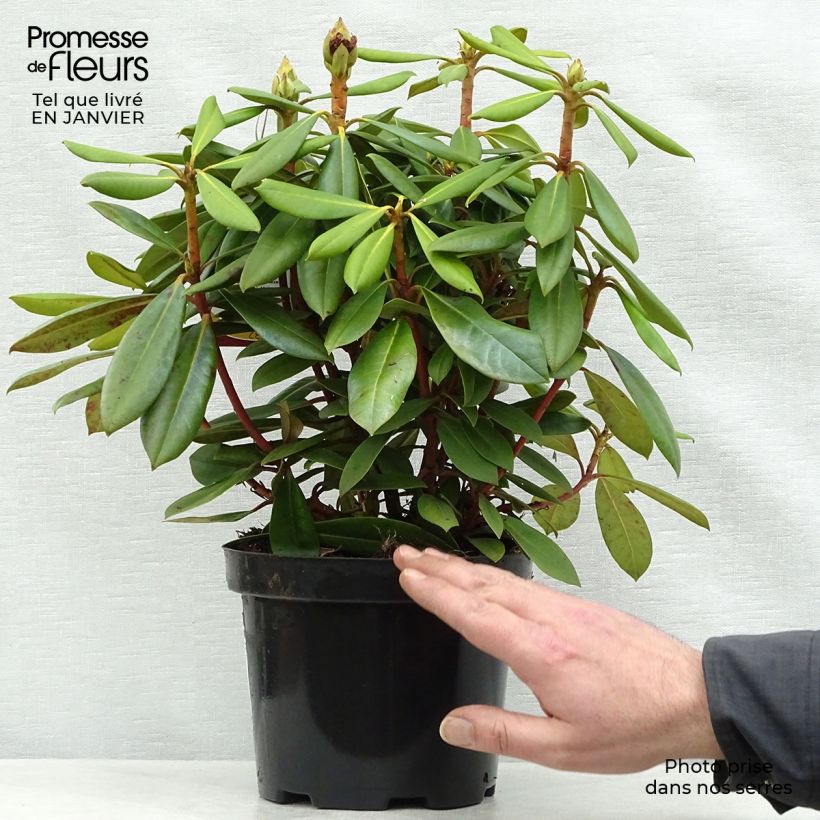 Rhododendron yakushimanum Caroline Allbrook Maceta 2L/3L Ejemplar entregado en invierno