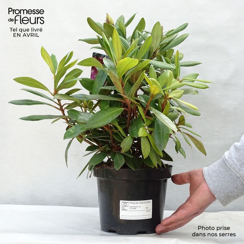 Rhododendron yakushimanum Caroline Allbrook Maceta 2L/3L Ejemplar entregado en la primavera