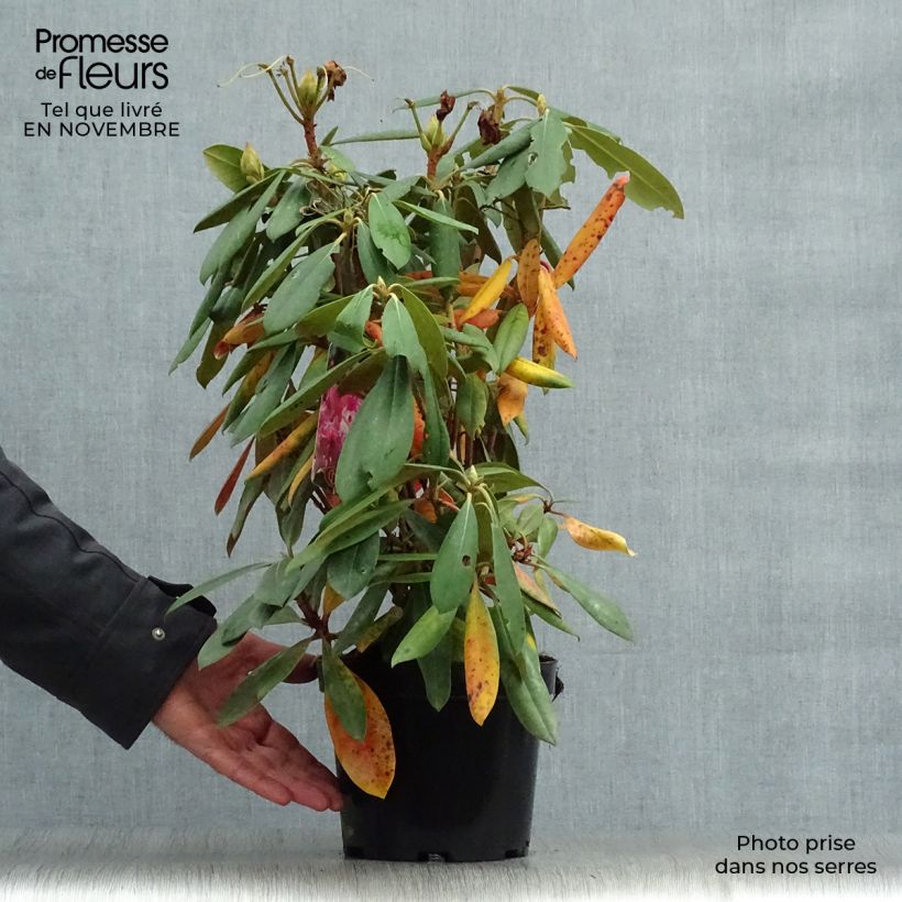 Ejemplar de Rhododendron yakushimanum Caroline Allbrook Maceta 2L/3L entregado en otoño