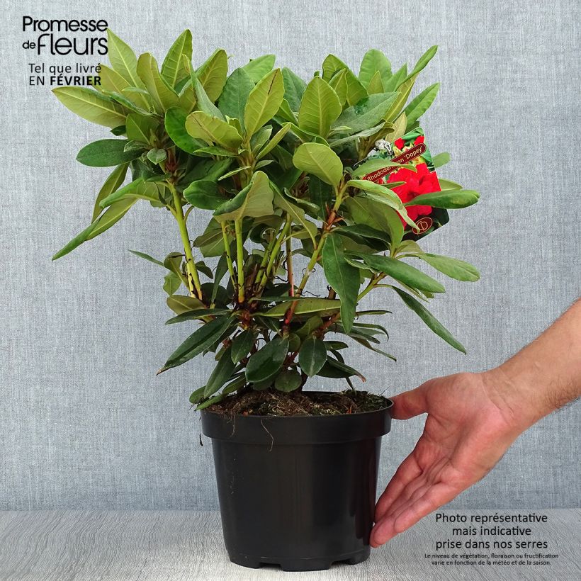Ejemplar de Rhododendron yakushimanum Dopey Maceta 2L/3L entregado en otoño