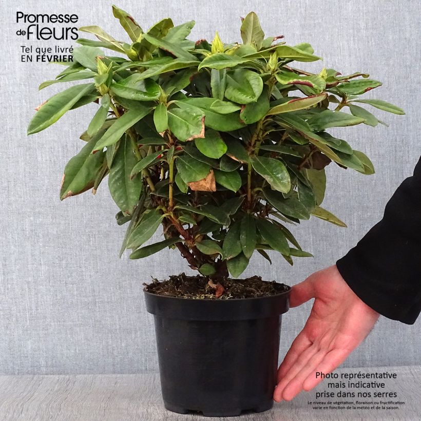 Rhododendron yakushimanum Dopey Maceta 2L/3L Ejemplar entregado en invierno