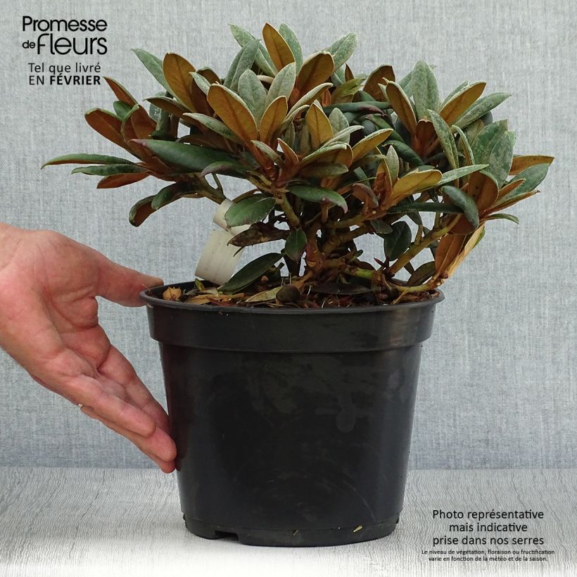 Ejemplar de Rhododendron yakushimanum Grumpy Maceta 3L/4L entregado en otoño