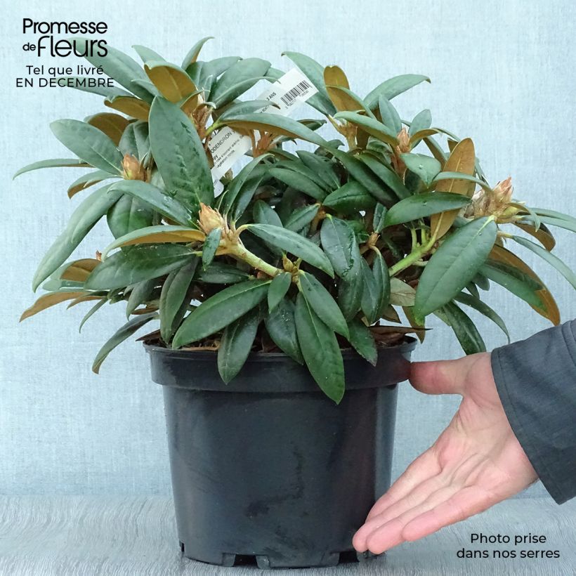 Rhododendron yakushimanum Grumpy Maceta 3L/4L Ejemplar entregado en invierno