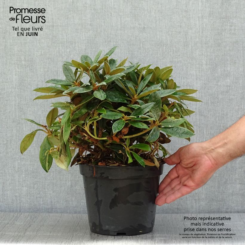 Ejemplar de Rhododendron yakushimanum Grumpy Maceta 3L/4L entregado en verano