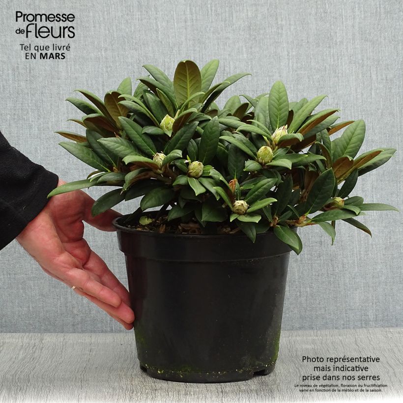 Rhododendron yakushimanum Grumpy Maceta 3L/4L Ejemplar entregado en la primavera