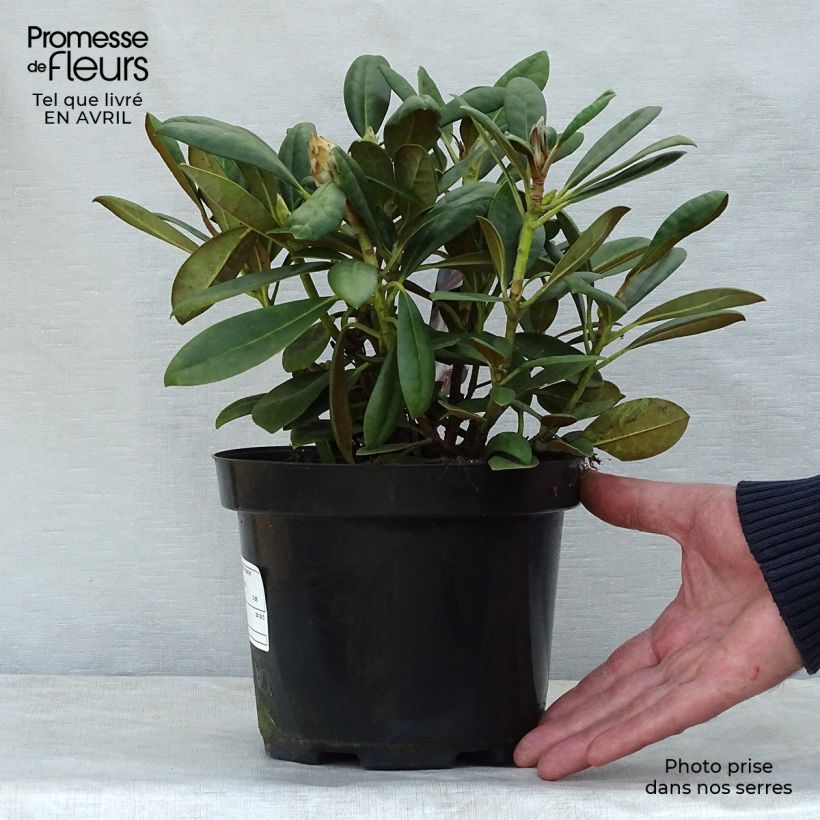 Rhododendron yakushimanum Porzellan Maceta 3L/4L Ejemplar entregado en la primavera