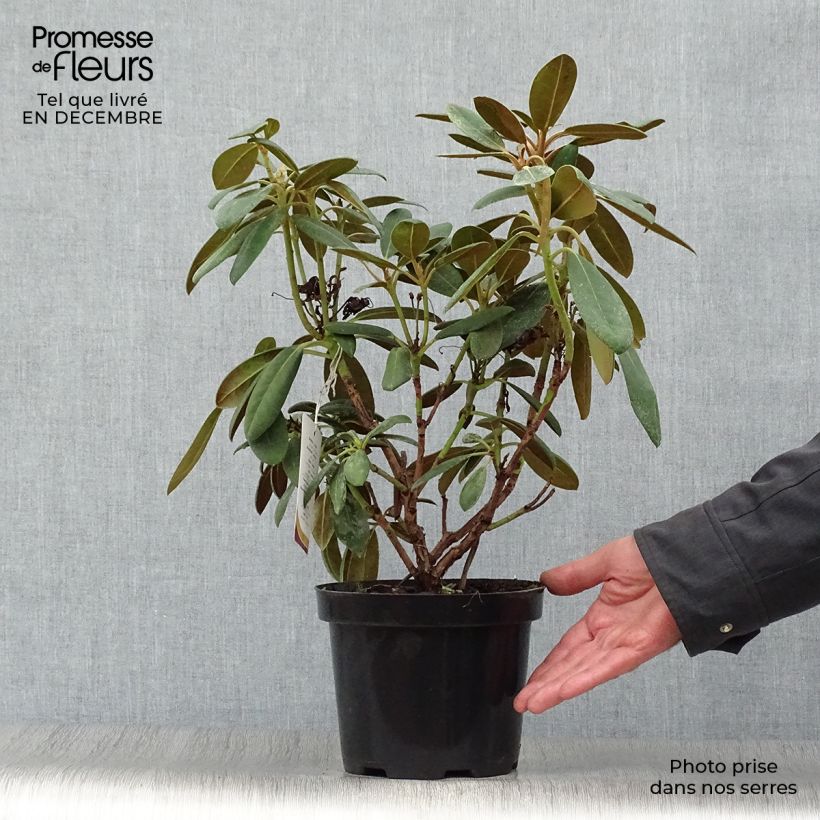 Rhododendron yakushimanum Porzellan Maceta 3L/4L Ejemplar entregado en invierno