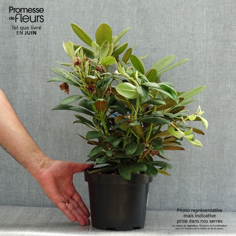 Ejemplar de Rhododendron yakushimanum Porzellan Maceta 3L/4L entregado en verano