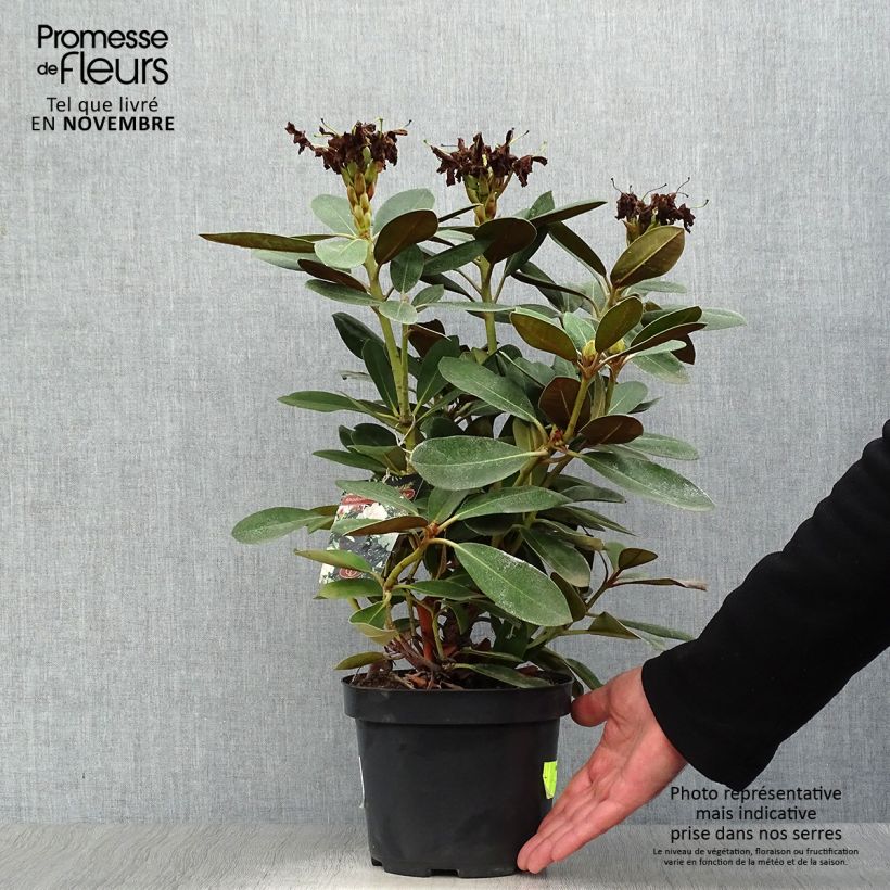 Ejemplar de Rhododendron yakushimanum Silberwolke Maceta 3L/4L entregado en otoño