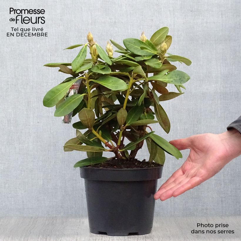 Rhododendron yakushimanum Silberwolke Maceta 3L/4L Ejemplar entregado en invierno