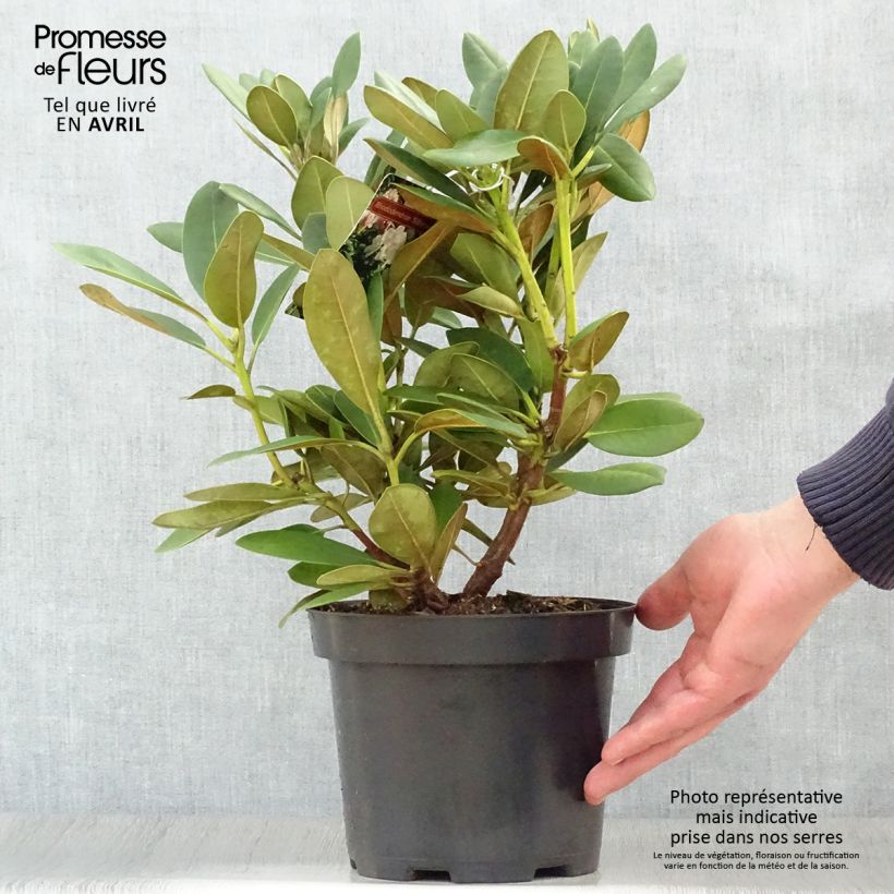 Rhododendron yakushimanum Silberwolke Maceta 3L/4L Ejemplar entregado en la primavera