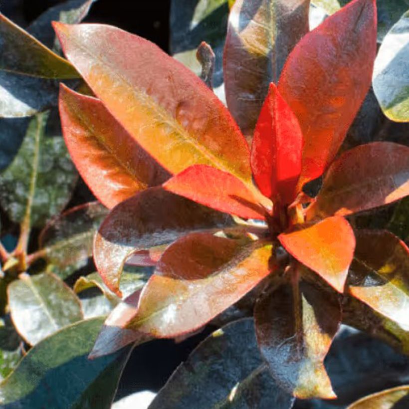Rhododendron Choco & Pink (Follaje)