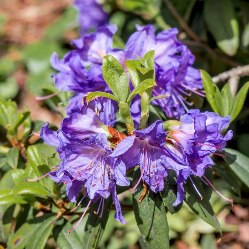 Rhododendron impeditum Select (Floración)