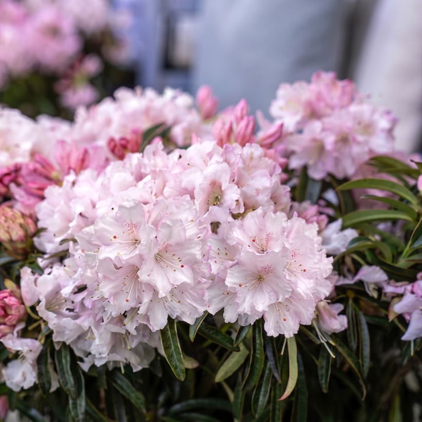 Rhododendron ponticum Easydendron INKARHO Grazeasy Soft Pink (Floración)