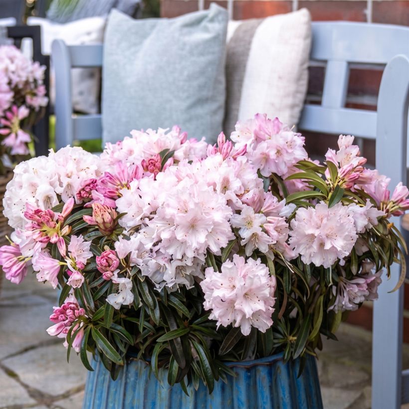 Rhododendron ponticum Easydendron INKARHO Grazeasy Soft Pink (Porte)