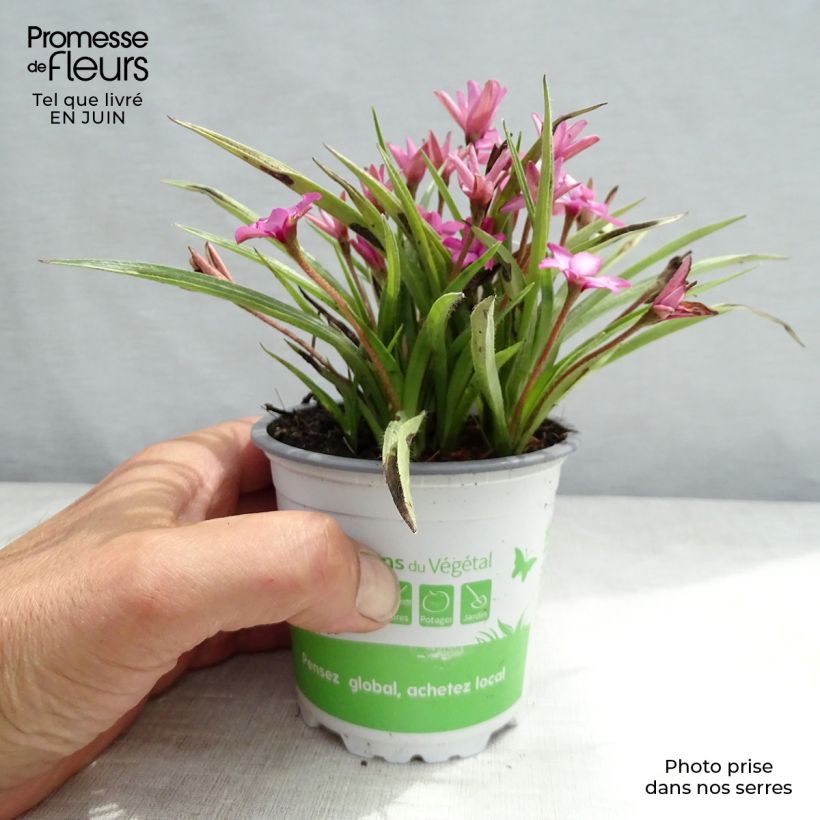 Ejemplar de Rhodohypoxis Fairytale Maceta 1,5L/2L entregado en verano
