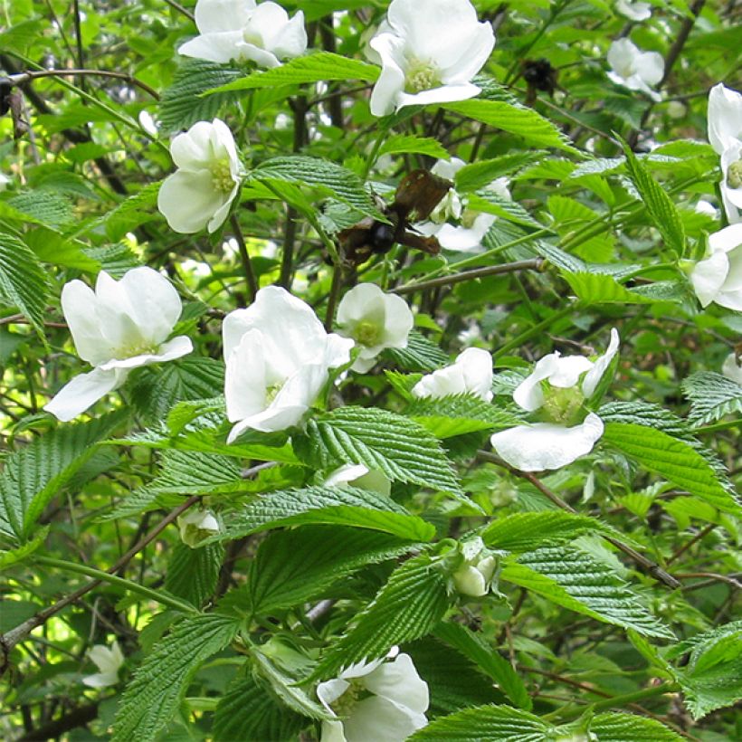 Rhodotypos scandens (Floración)
