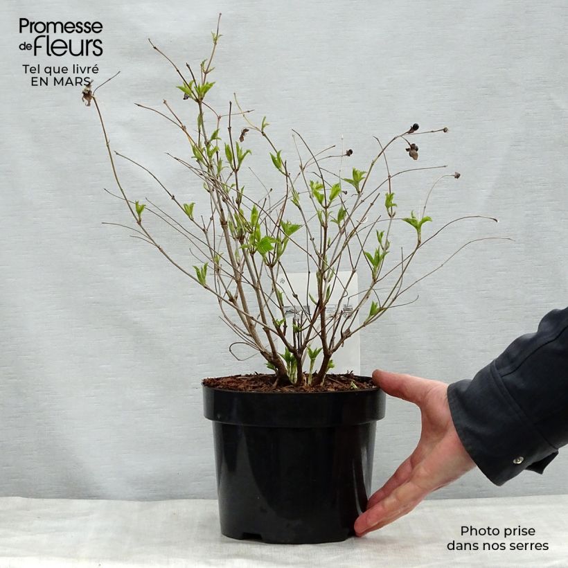 Rhodotypos scandens Maceta 3L/4L Ejemplar entregado en la primavera