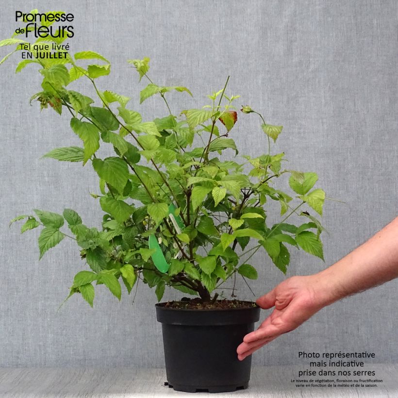 Ejemplar de Rhodotypos scandens Maceta 3L/4L entregado en verano