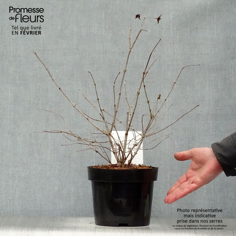 Rhodotypos scandens Maceta 3L/4L Ejemplar entregado en invierno