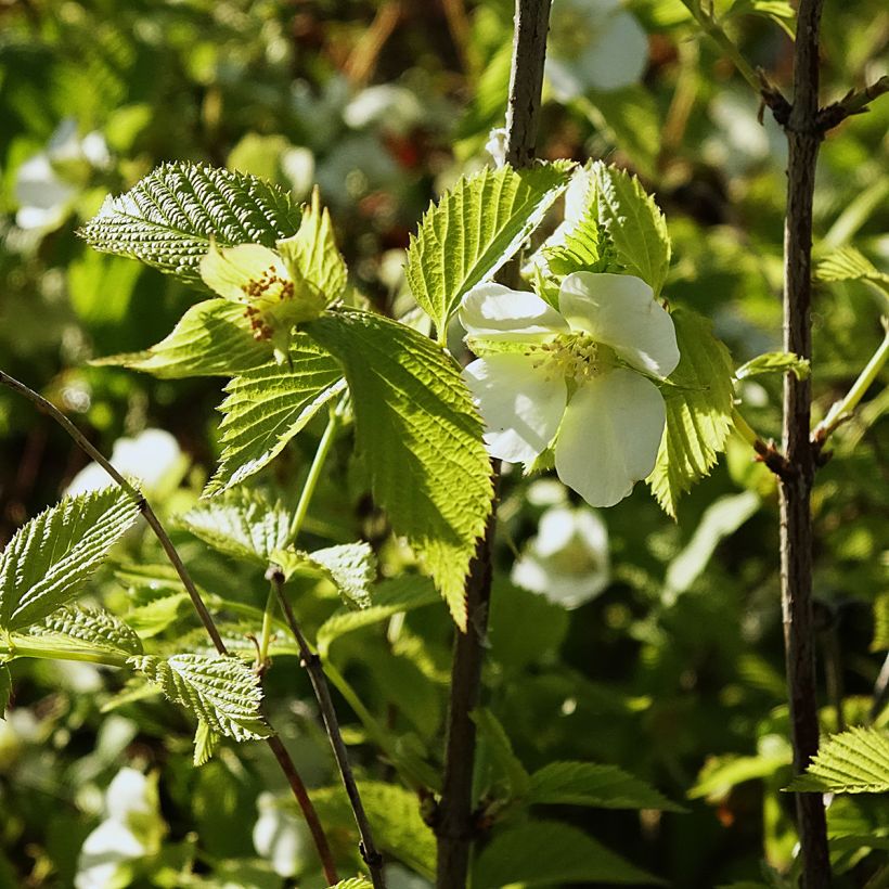 Rhodotypos scandens (Floración)