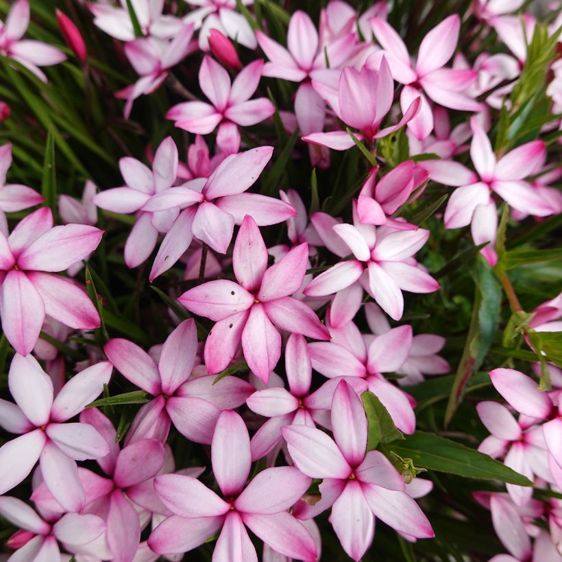 Rhodoxis Abigail (Floración)