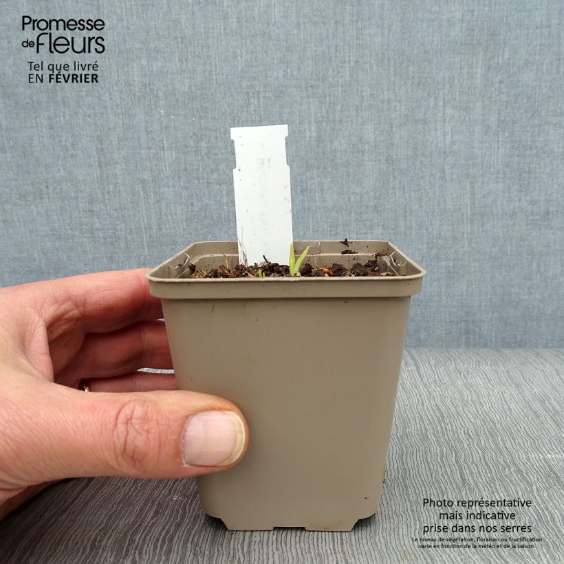 Rhodohypoxis Fairy Kisses Maceta de 8/9 cm Ejemplar entregado en invierno