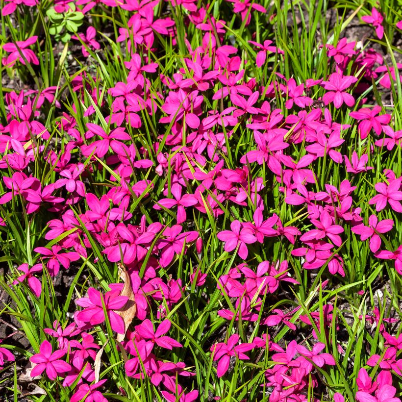 Rhodoxis Red Alert (Porte)