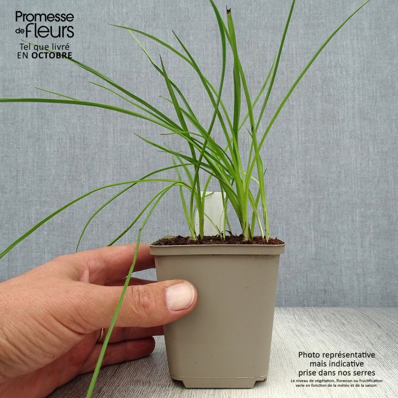 Ejemplar de Rhodohypoxis Beverly Maceta de 8/9 cm entregado en otoño
