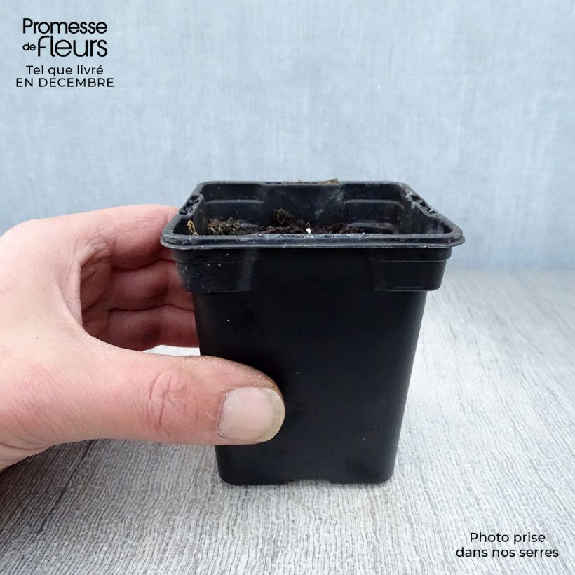 Ruibarbo - Rheum rhaponticum Maceta de 8/9 cm Ejemplar entregado en invierno