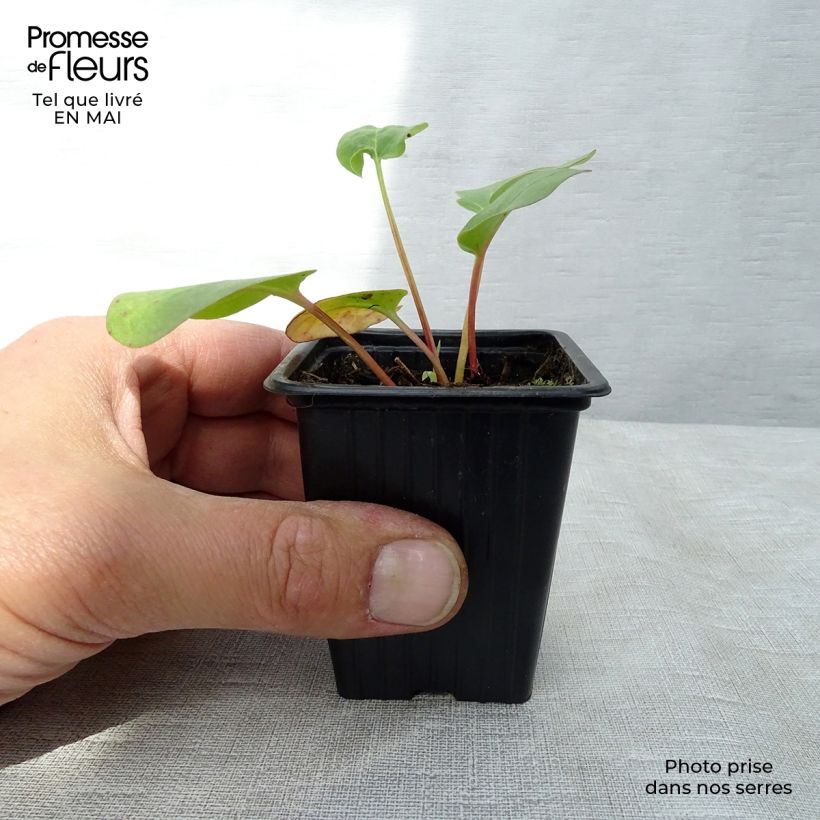 Ruibarbo - Rheum rhaponticum Maceta de 8/9 cm Ejemplar entregado en la primavera